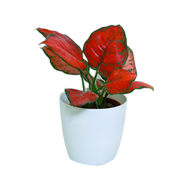 Aglaonema