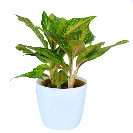 Aglaonema - _Green Ice_