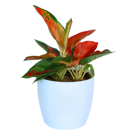 Aglaonema - _Red King_ - 2