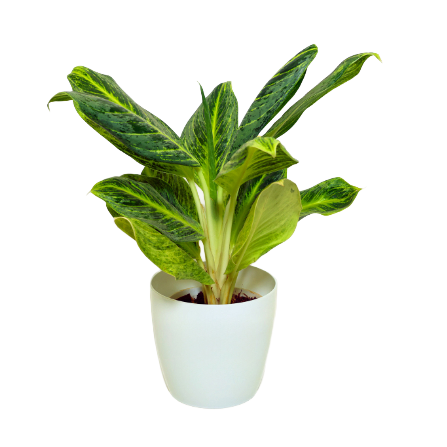 Aglaonema - _Ryan Gold_ - 2