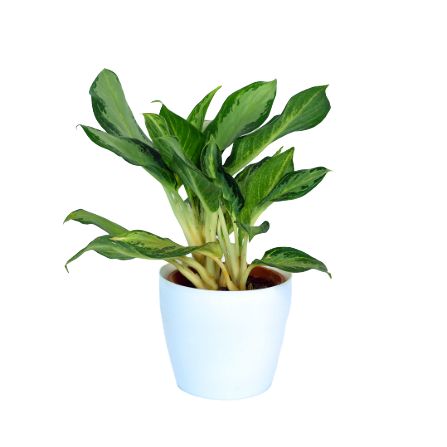 Aglaonema - _Silver Bay_ - 2
