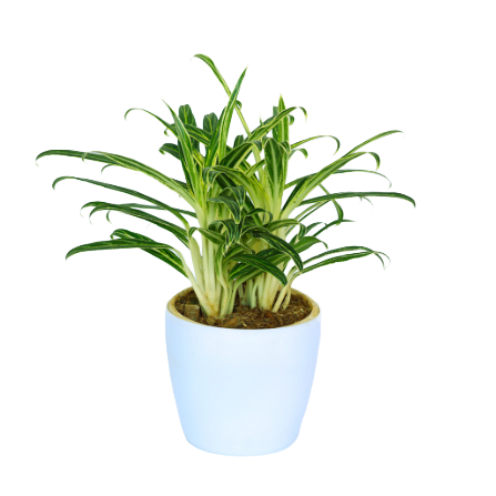 Aglaonema - _Snow Cap_