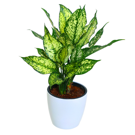 Aglaonema - _Snow White_ - 2