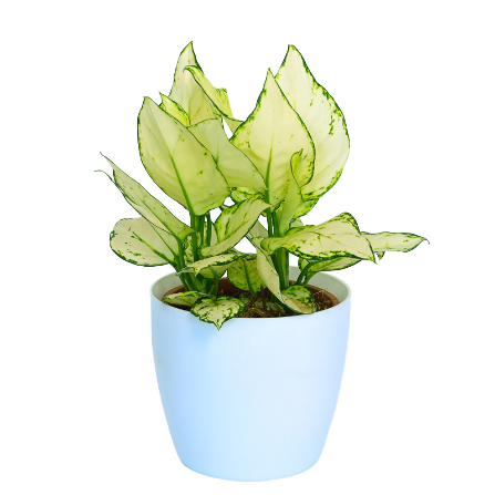 Aglaonema - _Super White_ (2)