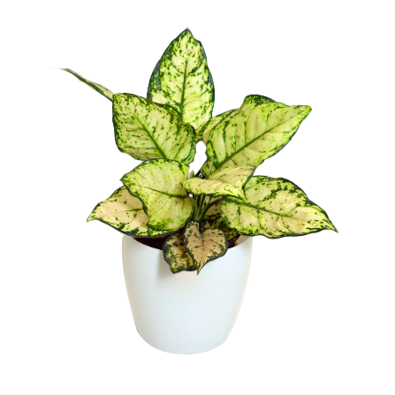Aglaonema - _Super White_