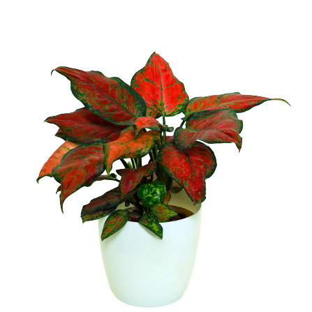 Aglaonema - _Valentine Red_