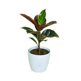 Ficus - Rubber Plant _Elastica Red_
