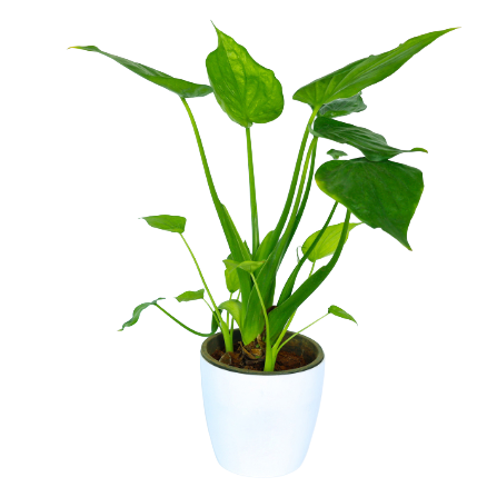 Alocasia Cucullata - _Green_ - 2