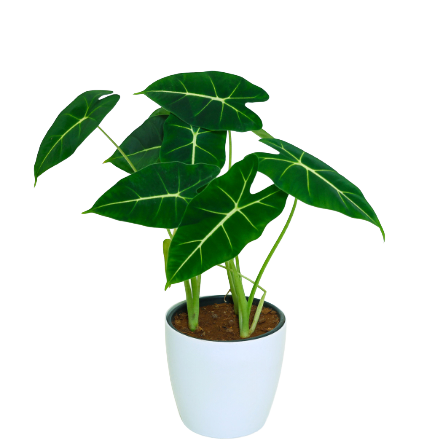 Alocasia - _Frydek_ - 2