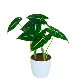 Alocasia