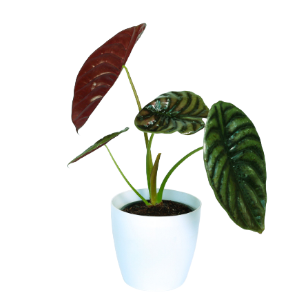 Alocasia - _Red Secret_ - 2