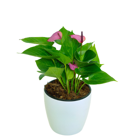 Anthurium - _Baby Purple_