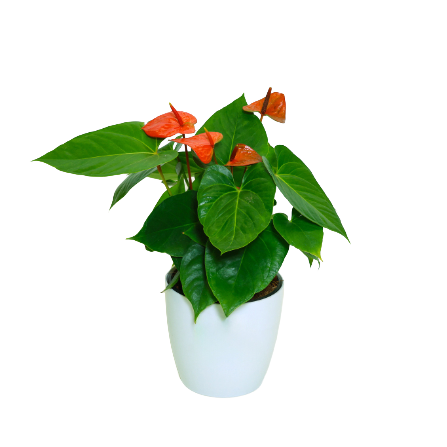 Anthurium - _Orange_ - 2