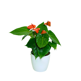 Anthurium - _Orange_ - 2