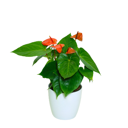 Anthurium - _Orange_