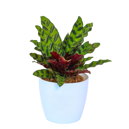 Calathea - _Rattle Snake_ - 2