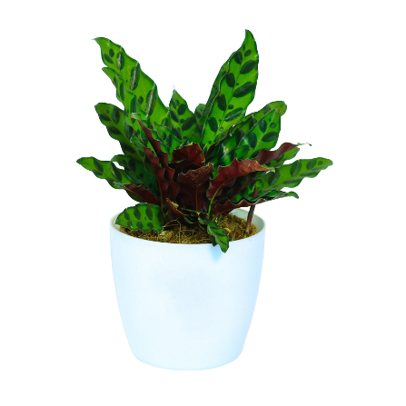 Calathea - _Rattle Snake_ - 3