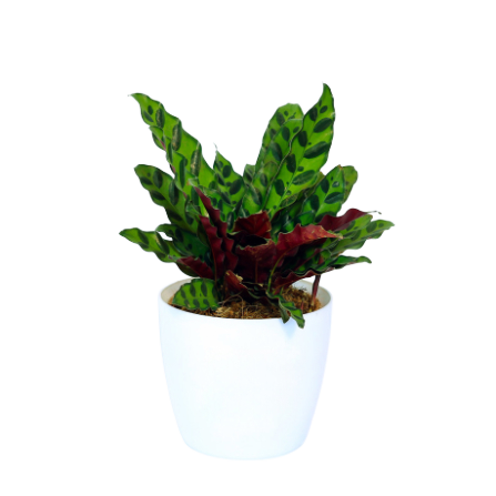 Calathea - _Rattle Snake_