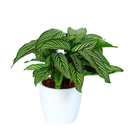 Calathea - _White Stripes_ - 2