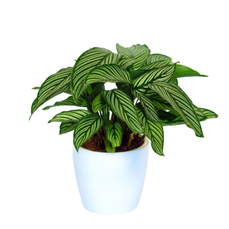 Calathea - _White Stripes_