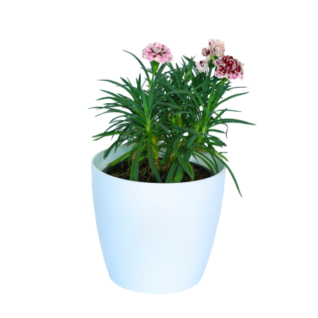 Carnation - _Pink Purple_