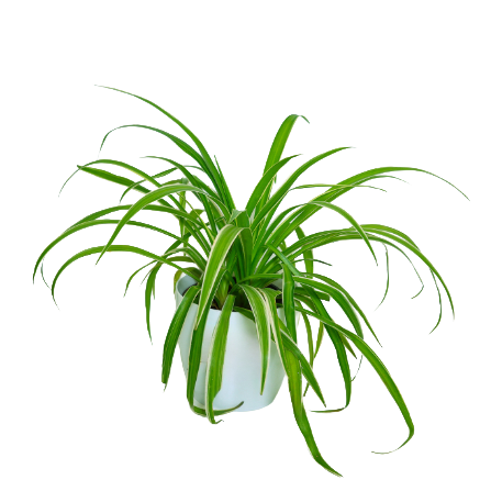 Chlorophytum Comosum - _Spider Ivy_