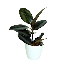 Ficus-Rubber Plant