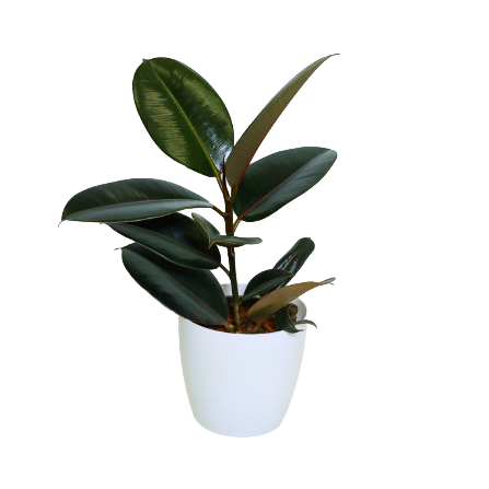 Ficus - Rubber Plant - _Black_