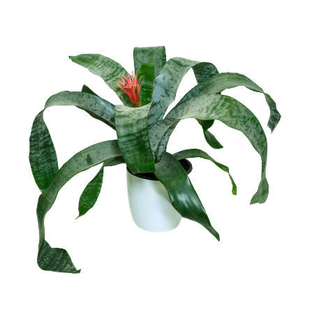 Guzmania - _Variegata Silver Green Leaf_ - 2