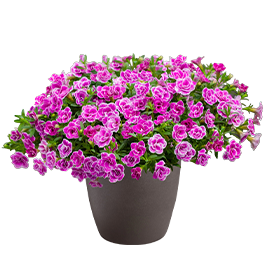 Calibrachoa