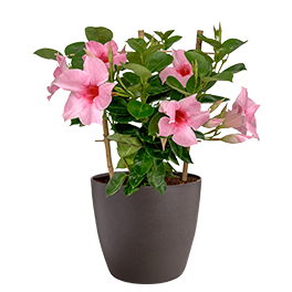 Mandevilla