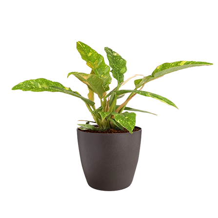 Philodendron-Ring-of-Fire