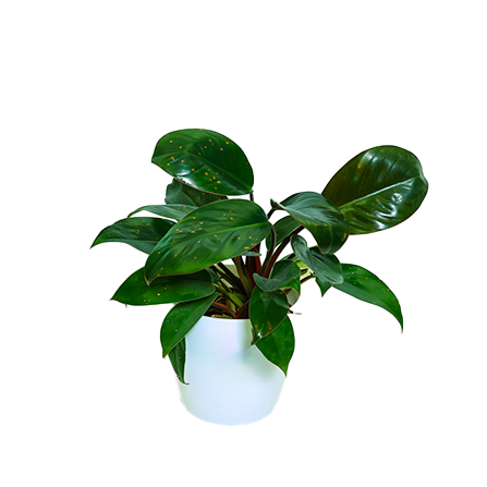 Philodendron - _Red Congo_