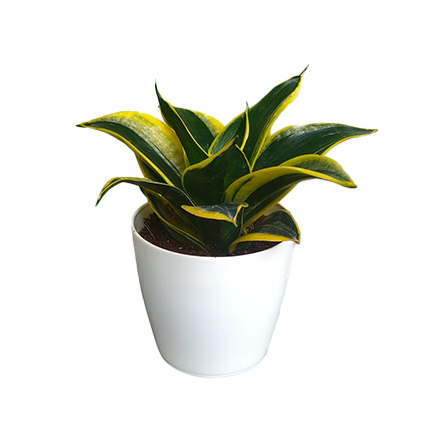 Sanseveria.jpg2
