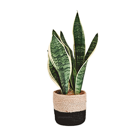 Sanseveria.jpg3