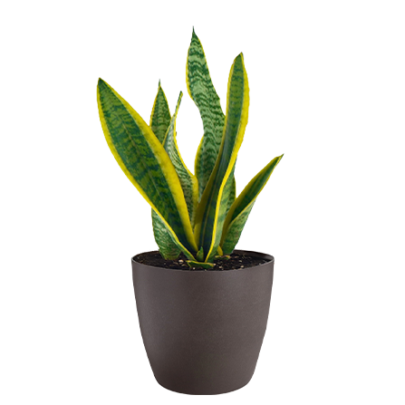 Sanseveria.jpg4