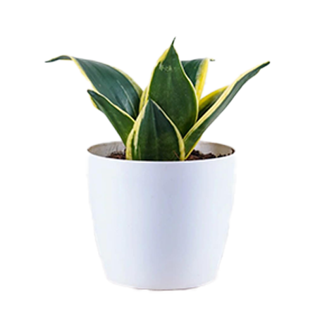 Sanseveria