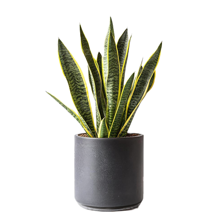 Sanseveria_01