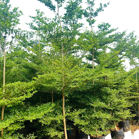 envato-labs-image-edit