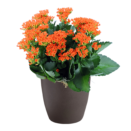 kalanchoe-01