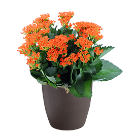 Kalanchoe
