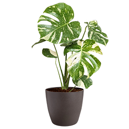 Monstera