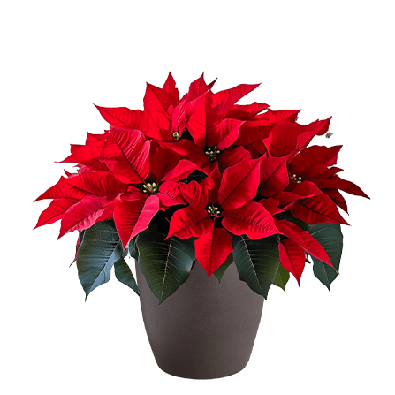 poinsettia