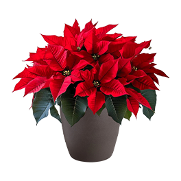 Poinsettia