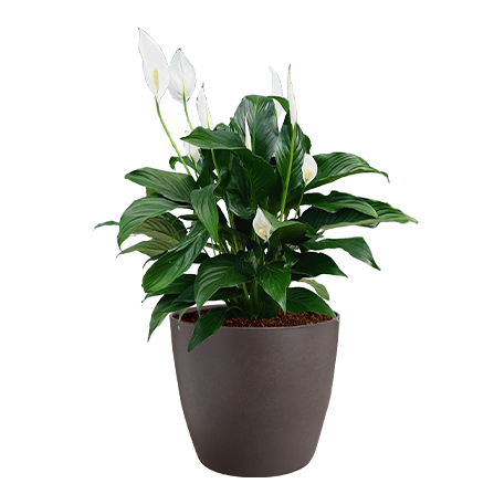 spathiphyllum (1)