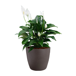 Spathiphyllum Peace Lily